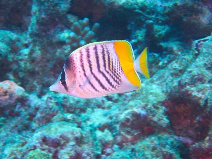 Chaetodon mertensii