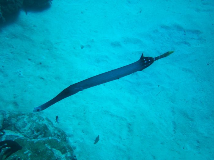 Aulostomus chinensis