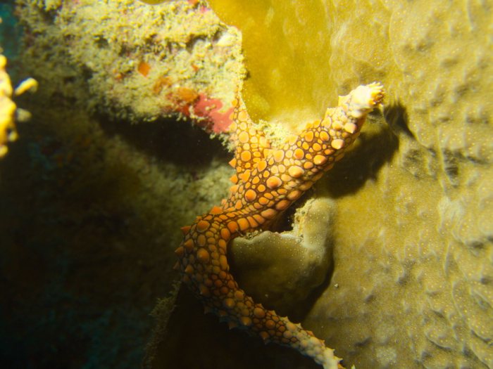 Gomophia egyptiaca
