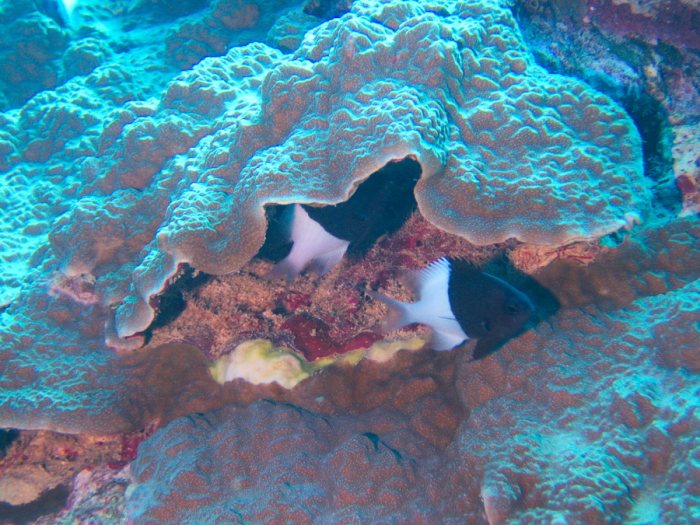 Chromis iomelas