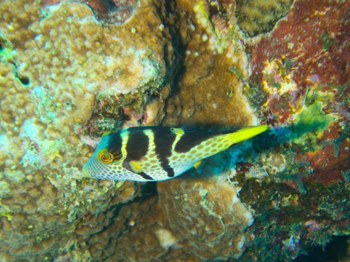 Canthigaster valentini