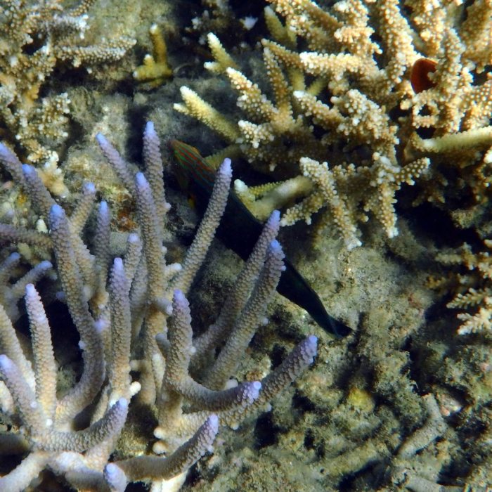Halichoeres melanurus