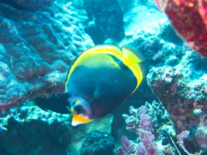 Chaetodon flavirostris