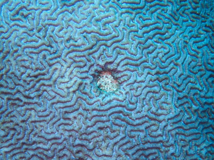 Corail dur