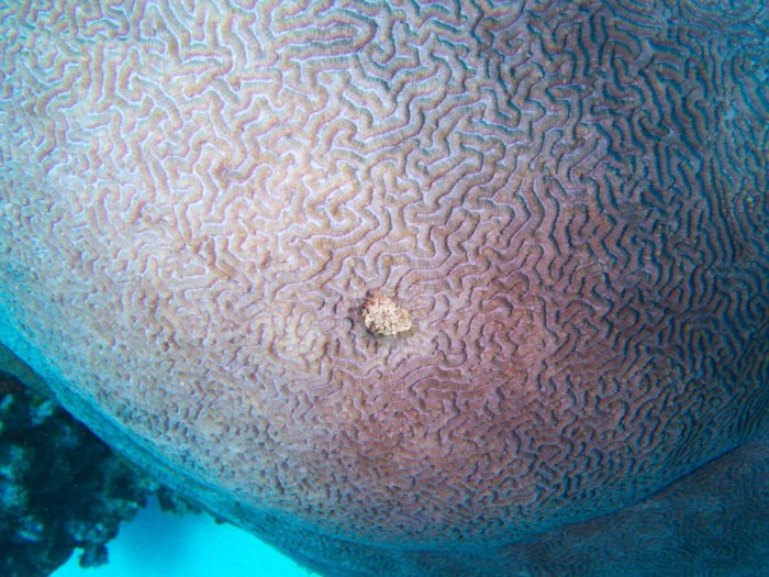 Corail dur