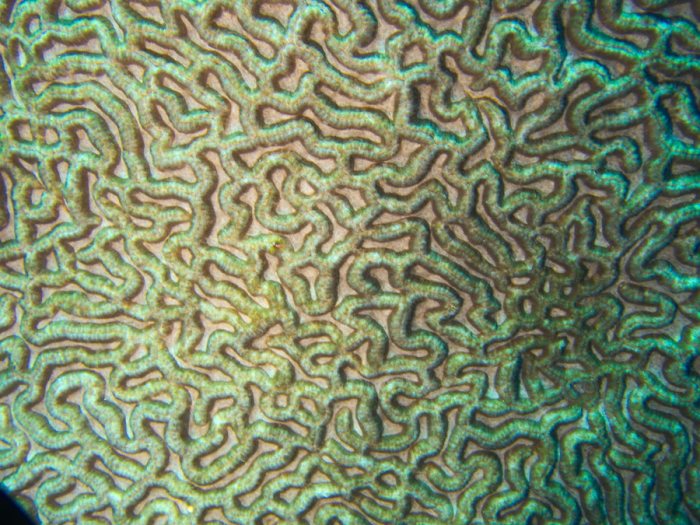 Corail dur