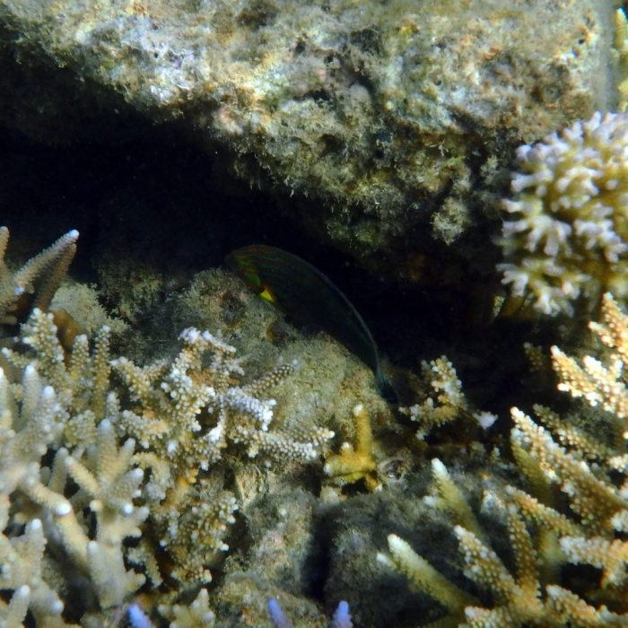 Halichoeres melanurus