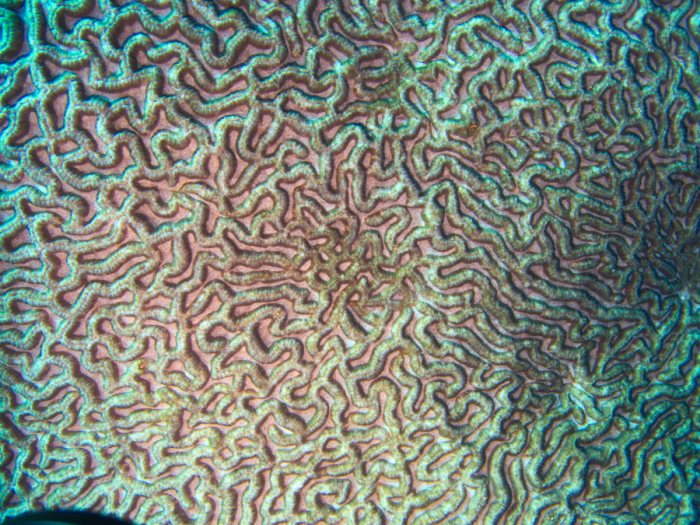 Corail dur