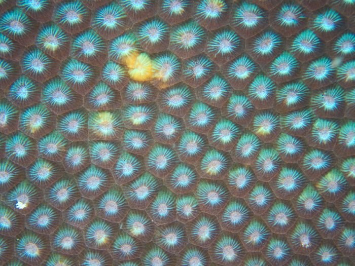 Corail dur