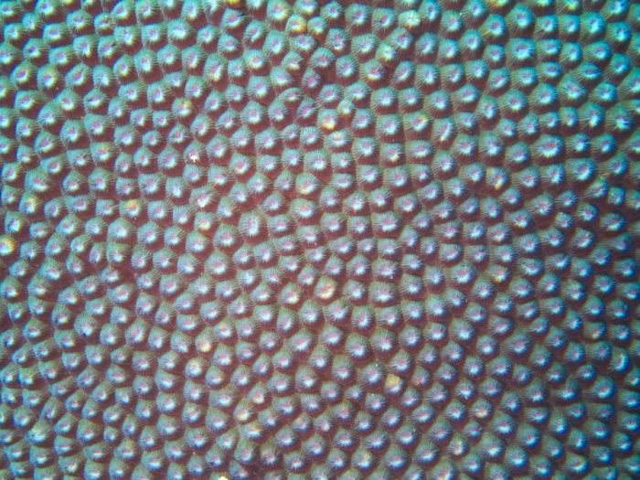 Corail dur