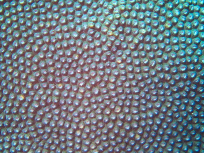 Corail dur