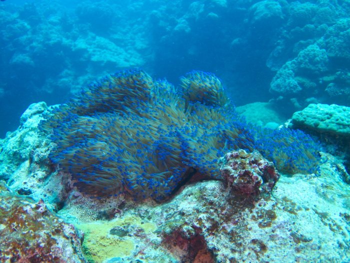 Anémone de mer