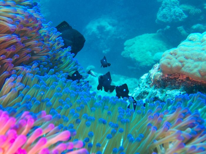 Dascyllus trimaculatus