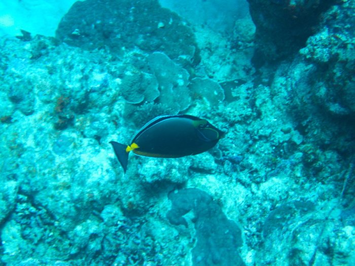 Naso lituratus