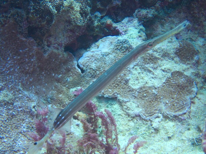 Aulostomus chinensis