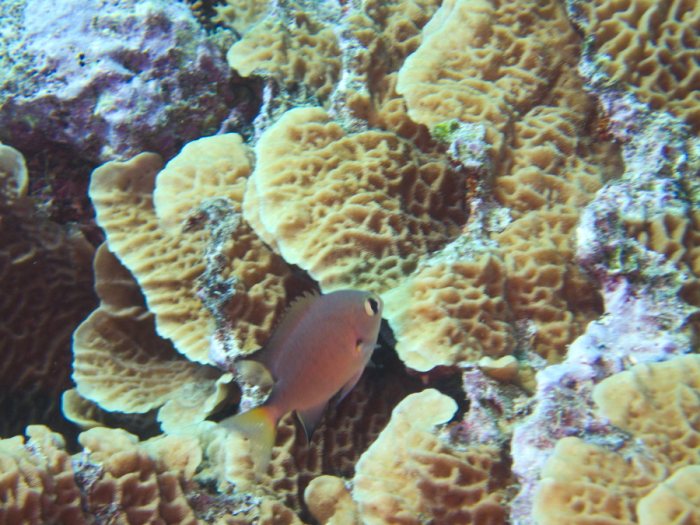 Chromis atripes