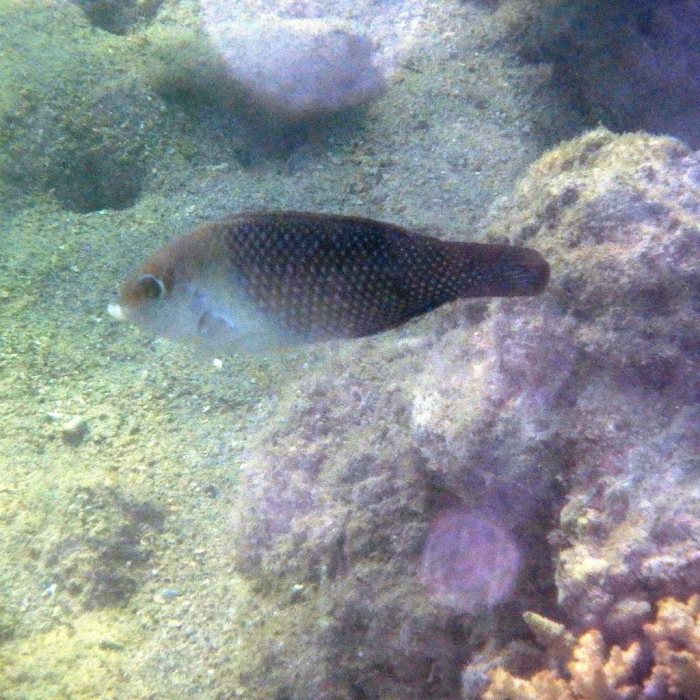 Hemigymnus melapterus