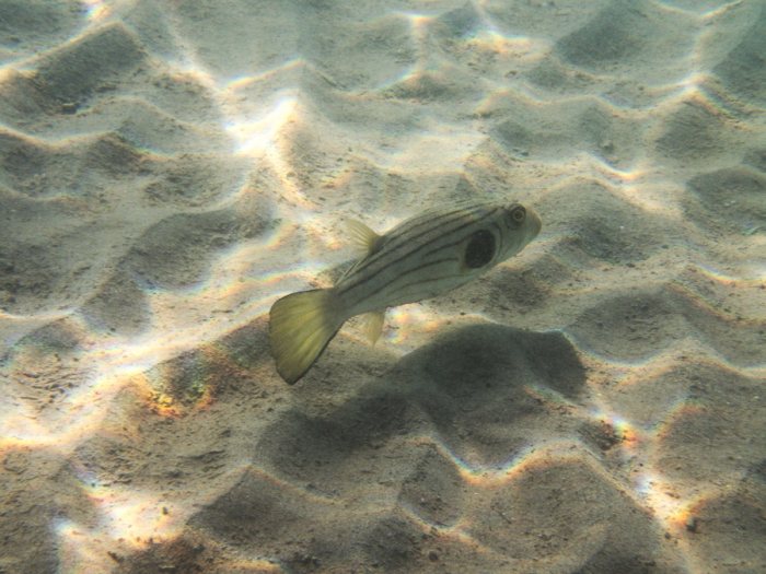 Arothron manilensis