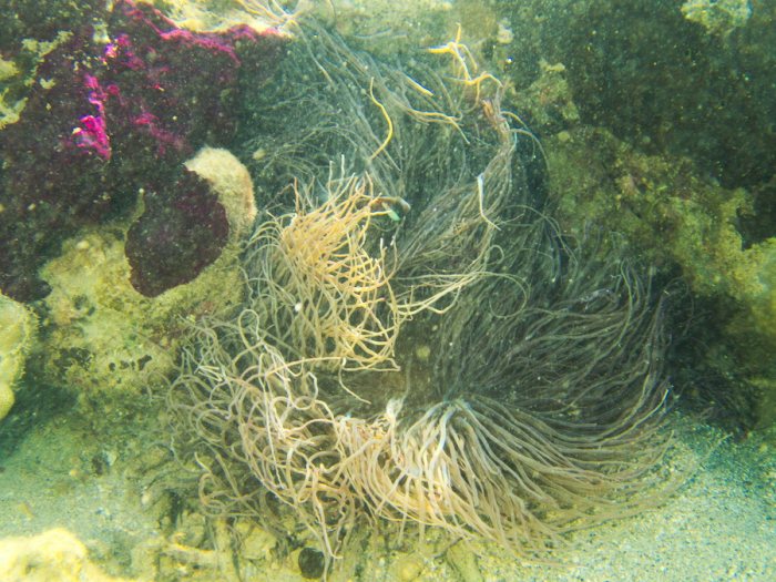 Anémone de mer