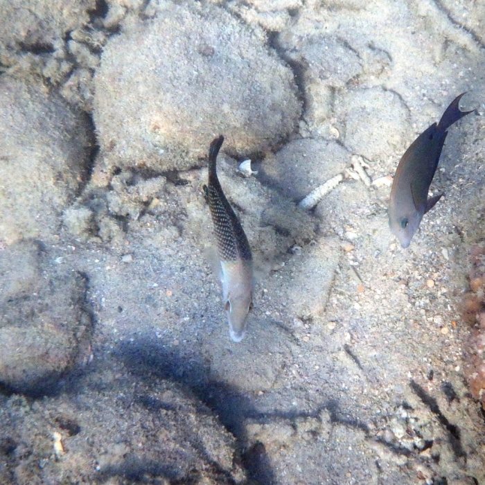 Hemigymnus melapterus