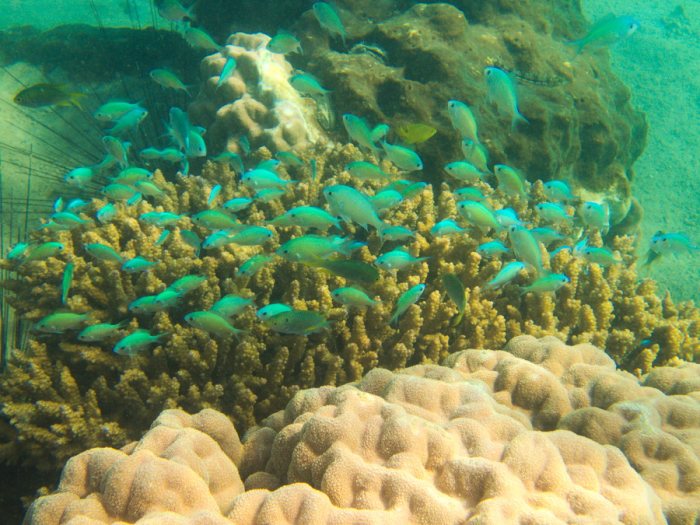 Chromis viridis