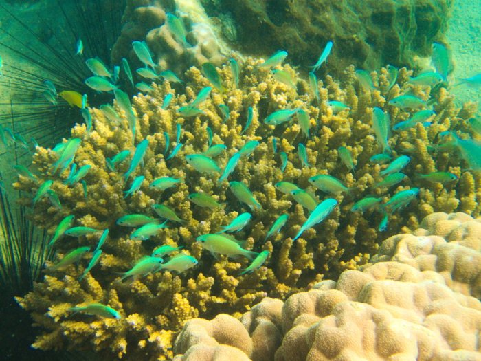 Chromis viridis