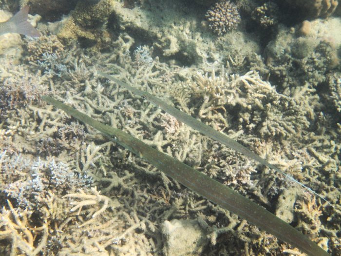 Fistularia commersonii