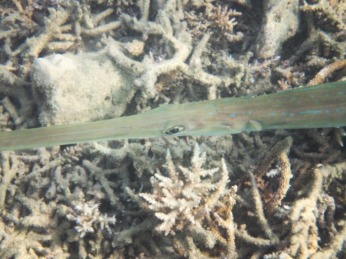 Fistularia commersonii