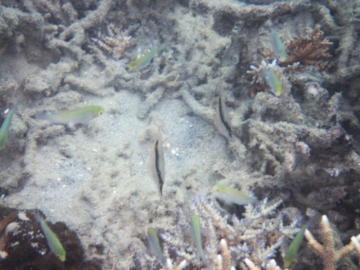 Aeoliscus strigatus