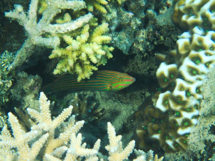 Halichoeres melanurus