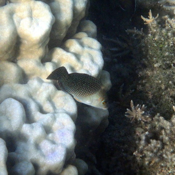 Hemigymnus melapterus