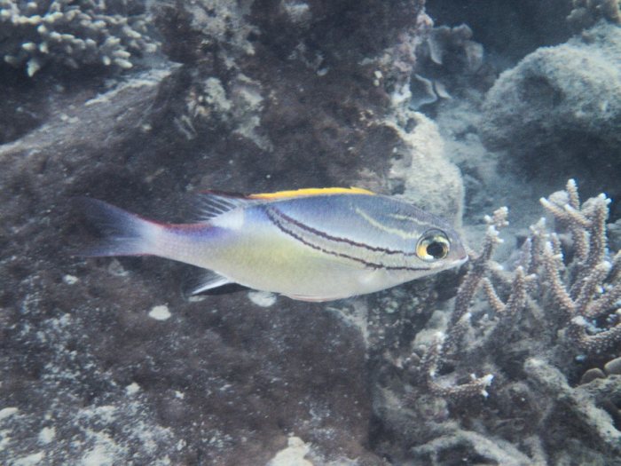 Scolopsis bilineata