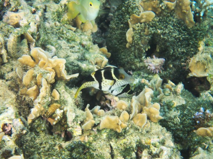 Canthigaster valentini