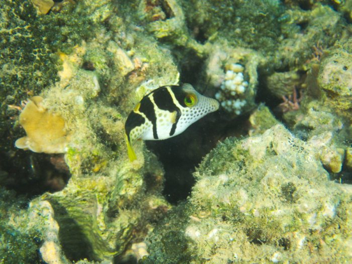 Canthigaster valentini
