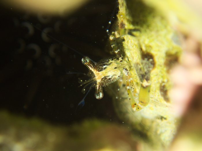 Periclimenes tenuipes