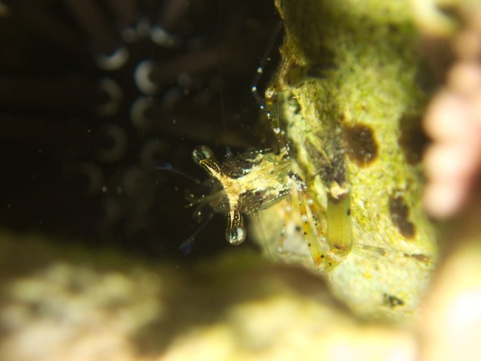 Periclimenes tenuipes