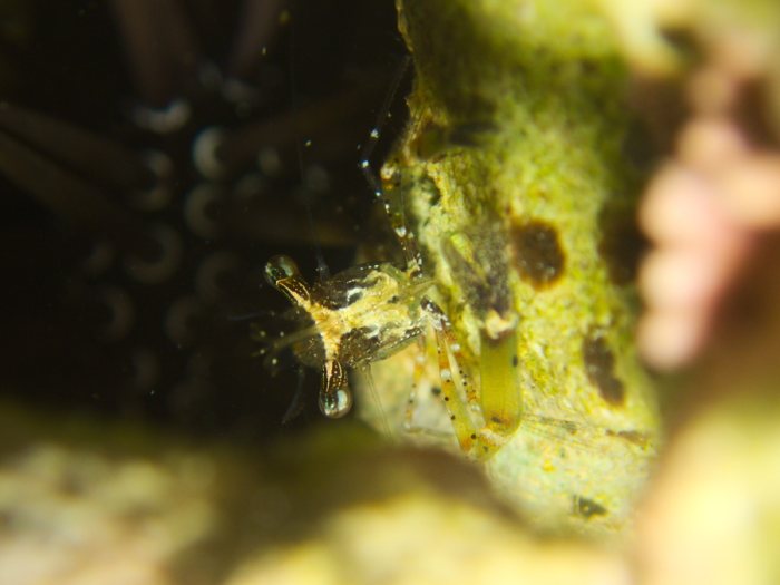 Periclimenes tenuipes