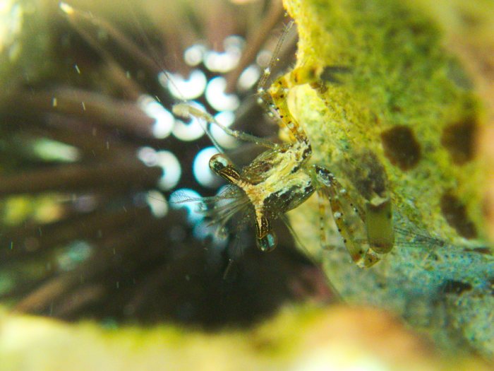Periclimenes tenuipes
