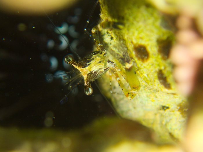 Periclimenes tenuipes