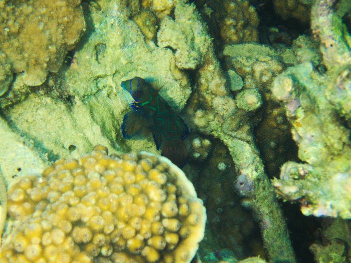 Synchiropus splendidus