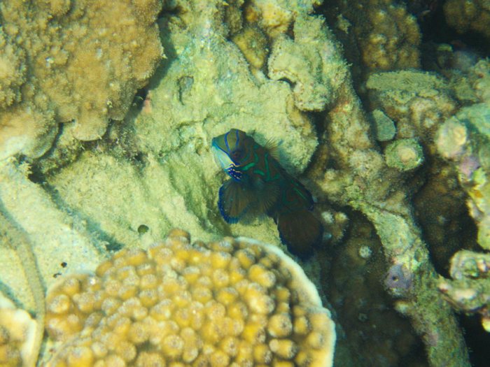 Synchiropus splendidus