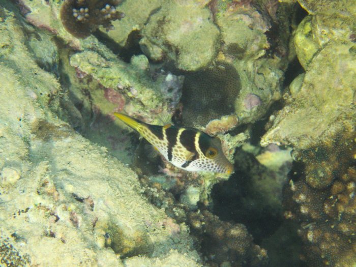 Canthigaster valentini