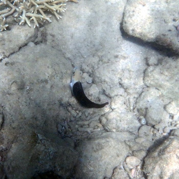 Hemigymnus melapterus