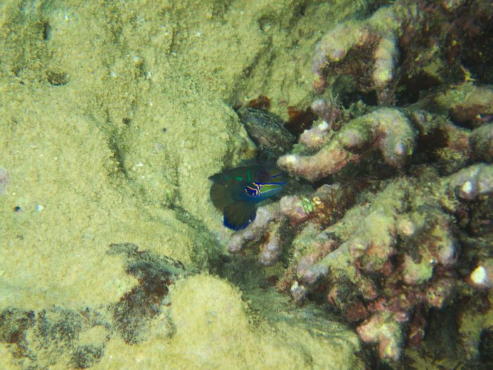 Synchiropus splendidus