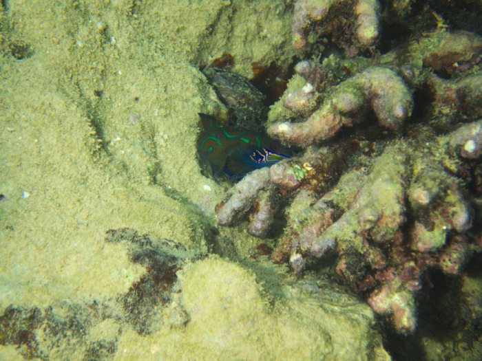 Synchiropus splendidus
