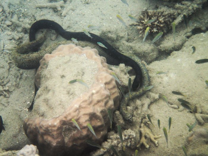 Emydocephalus annulatus
