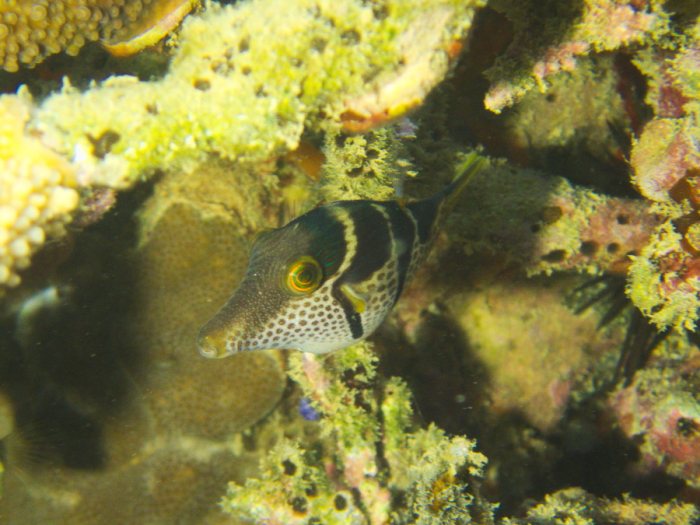 Canthigaster valentini
