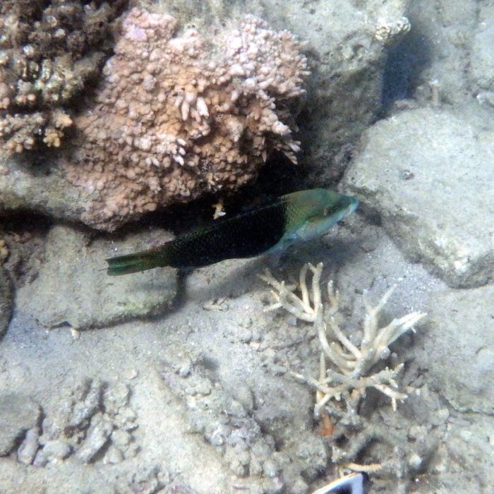 Hemigymnus melapterus