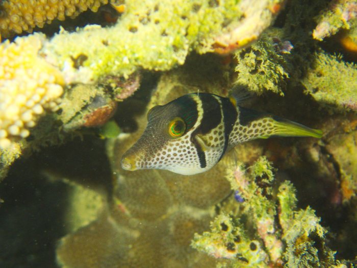 Canthigaster valentini
