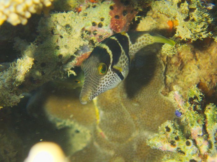 Canthigaster valentini